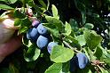 Damsons on Northside